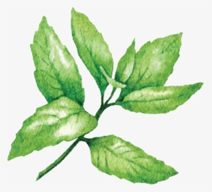 Mint - Lime Sketches, HD Png Download, Transparent PNG