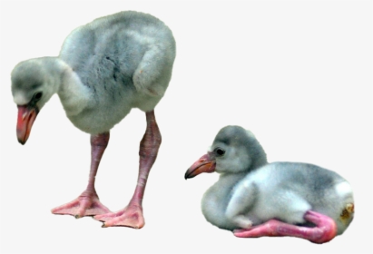 Baby Flamingo Png File - Baby Flamingo, Transparent Png, Transparent PNG