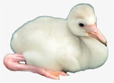 Baby Flamingo Png Image - Duck, Transparent Png, Transparent PNG