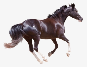 Transparent Stallion Clipart - Running Horse Png Transparent, Png Download, Transparent PNG