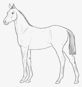 Horse Png Clipart - Foal Lineart, Transparent Png, Transparent PNG