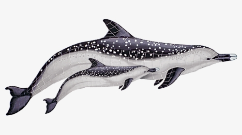 Sd4d Spotted Dolphin With Baby Copy - Spotted Dolphin, HD Png Download, Transparent PNG