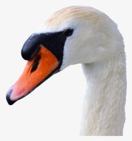 Transparent Bird Head Png - Swan Head Transparent, Png Download, Transparent PNG