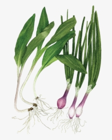 Ramps Spring Onions, HD Png Download, Transparent PNG