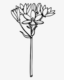 Onion Computer Icons Drawing Line Art Download - Star Of Bethlehem Flower Vector, HD Png Download, Transparent PNG