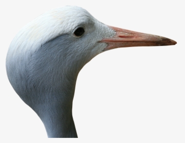 Transparent Bird Head Png - Seabird, Png Download, Transparent PNG