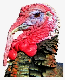 Free Thanksgiving Turkey Head Png Image - 七面鳥 顔, Transparent Png, Transparent PNG