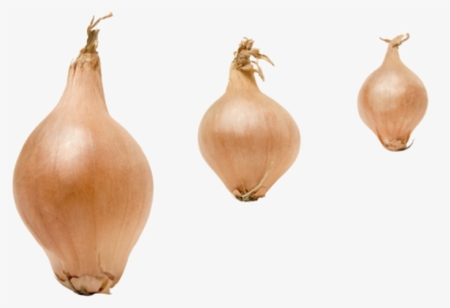 Yellow Onion, HD Png Download, Transparent PNG