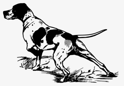 Pointer Greyhound Bird Dog Hunting Clip Art - Bird Dog Clip Art, HD Png Download, Transparent PNG