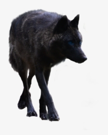 Black Wolf Png - Black Wolf Transparent Background, Png Download, Transparent PNG
