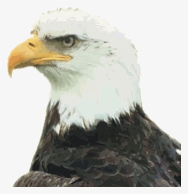 Eagle Head Png Transparent Image - Welcome As New American Citizen, Png Download, Transparent PNG