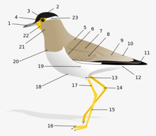 Anatomy Of A Bird, HD Png Download, Transparent PNG