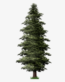 Download Pine Tree Png File For Designing Projects - Pine Tree Fir Png, Transparent Png, Transparent PNG