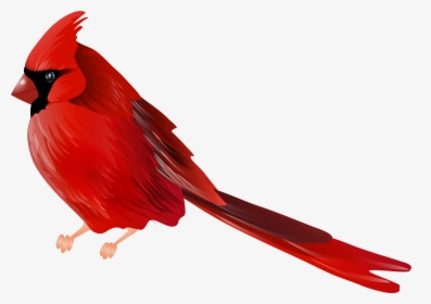 Cardinal Bird Png, Transparent Png, Transparent PNG