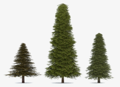 Fir Spruce Pine Tree - Transparent Png Pine Tree, Png Download, Transparent PNG
