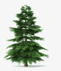 Fir-tree Png Pic - Pine Tree Animated, Transparent Png, Transparent PNG