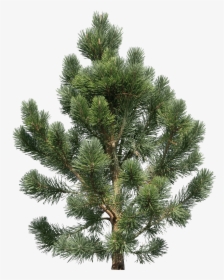 Now You Can Download Fir-tree Png Icon - Transparent Png Pine Tree, Png Download, Transparent PNG