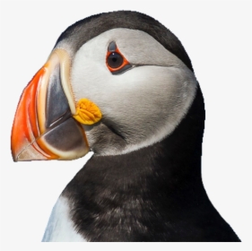 #puffin #bird #cute #pngs #png #lovely Pngs #usewithcredit - Puffin Png, Transparent Png, Transparent PNG