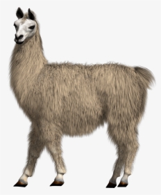 Figure - Llama With Transparent Background, HD Png Download, Transparent PNG