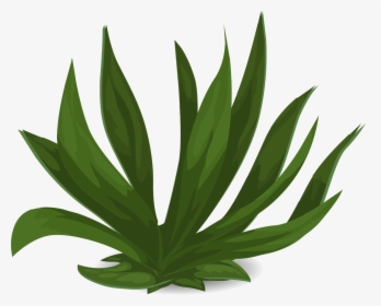 Long Leaf Plant Png, Transparent Png, Transparent PNG