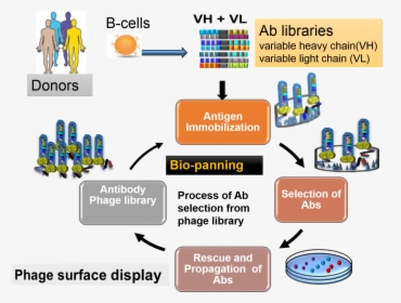 Overview Of Antibody Library Production And Selections - Phage Display Antibody Library, HD Png Download, Transparent PNG