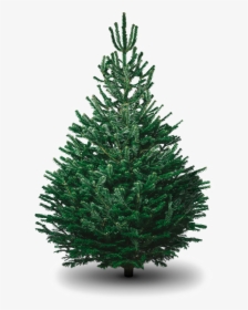 Fir-tree Png Picture - Large Real Christmas Tree, Transparent Png, Transparent PNG