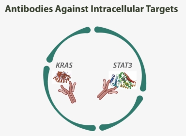 Intracellular Antibodies, HD Png Download, Transparent PNG