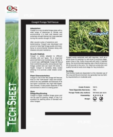 Transparent Tall Grasses Png - Sweet Grass, Png Download, Transparent PNG