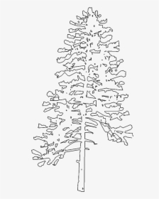 Fir Spruce Christmas Tree Twig Line Art - Pine Tree Elevation Png, Transparent Png, Transparent PNG