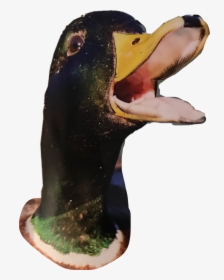 Transparent Quack Clipart - Transparent Duck Head, HD Png Download, Transparent PNG