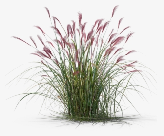 Transparent Ornamental Grass Png, Png Download, Transparent PNG