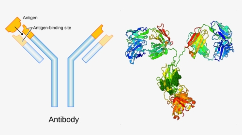 Antibody For Kids, HD Png Download, Transparent PNG