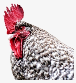 Gockel, Hahn, Hen, Dangerous, Farm, Poultry, Bird - Rooster, HD Png Download, Transparent PNG