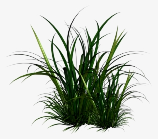 Transparent Tall Grass Texture Png - Tall Grass Illustration Png, Png Download, Transparent PNG