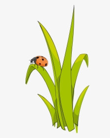 Coccinelle Sur Brin D-herbe - Ladybug On Grass Clipart, HD Png Download, Transparent PNG