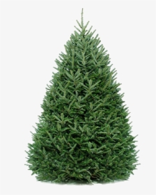 Fir Tree Png Free Image Download - Real Fir Christmas Tree, Transparent Png, Transparent PNG