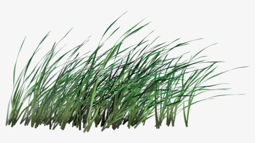 Transparent Tall Grass Png - Transparent Transparent Background Tall Grass, Png Download, Transparent PNG