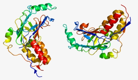 Smad2 Protein, HD Png Download, Transparent PNG