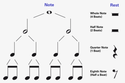 Whole Note Half Note Quarter Note, HD Png Download, Transparent PNG
