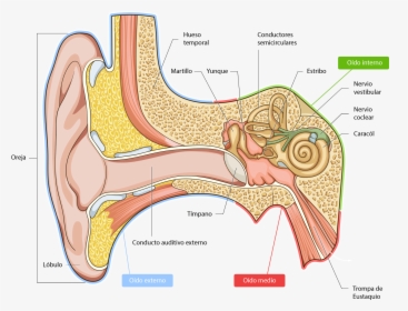 Anatomy Of The Ear Pinna, HD Png Download, Transparent PNG