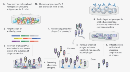 Phage Display Human Antibody, HD Png Download, Transparent PNG