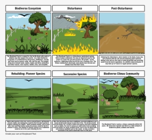 Secondary Succession After A Wildfire, HD Png Download, Transparent PNG