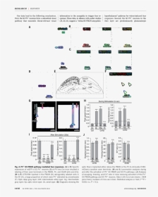 Diagram, HD Png Download, Transparent PNG