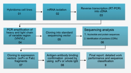 Flow Chart Of Methodology Used For Sequencing Of Hybridoma - Flow Chart Hybridoma Technology, HD Png Download, Transparent PNG