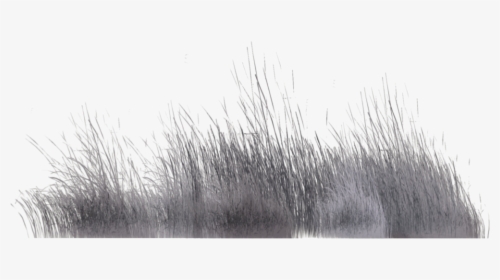 Grass-family - Grass Photoshop Grey, HD Png Download, Transparent PNG