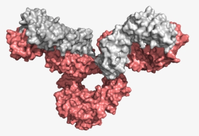 Institute For Protein Innovation Antibody Libraries - Institute For Protein Innovation, HD Png Download, Transparent PNG