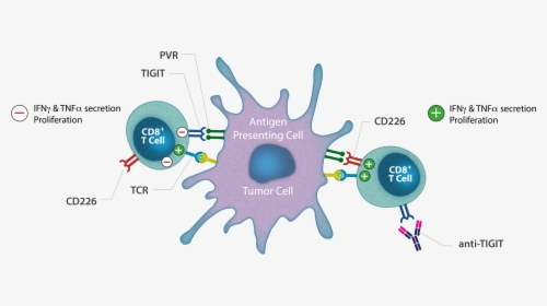 Tigit Antagonist Monoclonal Antibody - Tigit And T Cells, HD Png Download, Transparent PNG