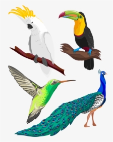 Clipart Library Birb Drawing Pencil - Tropical Bird Png Clipart, Transparent Png, Transparent PNG