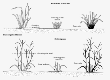Response Of A Nonjointed Grass Like Kentucky Bluegrass - Kentucky Bluegrass Diagram, HD Png Download, Transparent PNG