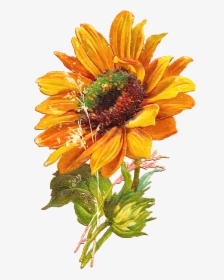 Sunflowers Vector Hello - Sunflower Vector Png Transparent, Png Download, Transparent PNG